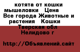 котята от кошки мышеловки › Цена ­ 10 - Все города Животные и растения » Кошки   . Тверская обл.,Нелидово г.